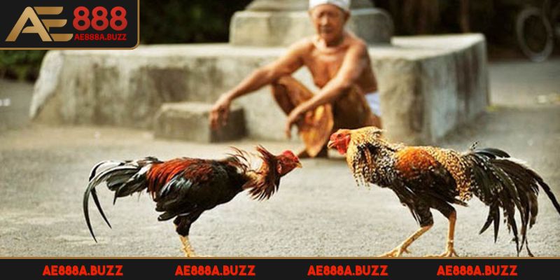 luat-da-ga-mien-nam-dung-cu